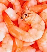 креветосек 