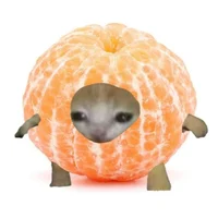 Мандаринокот