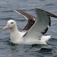 Sthn Royal Albatross