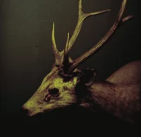 belvedeer