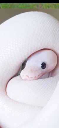A cute pink snake 