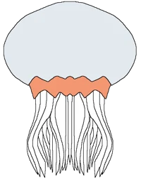 Fem Jellyfish 