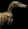 WWD Velociraptor