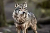 Wolf geneticist  