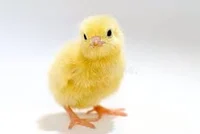Chick