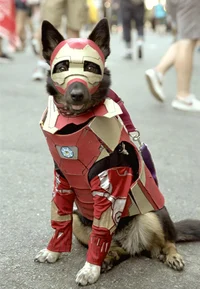 A Iron dog 