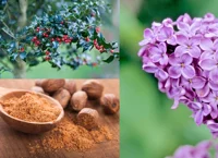 Holland Lilac Nutmeg