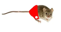 Michael Rat