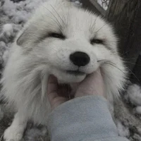 CUTIE PATOOTIE