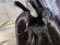 A Black cat TF brown