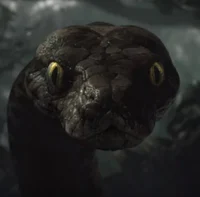 Female Jungle Python