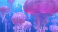 Jellyfish Forest