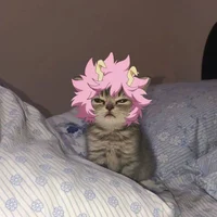 MHA cat