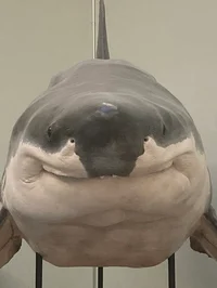 The Lobotomy Shark