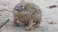 Desert Rain Frog