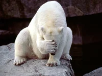 Poler bear paw