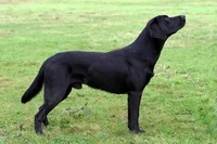 A  BLACK Lab male TF