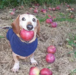 Dog with an apple