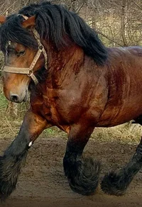 Abused horse