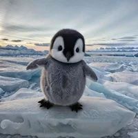 Baby penguin