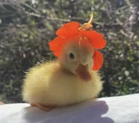 Duckling