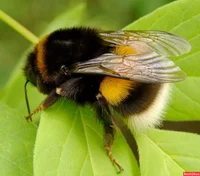 Bee 