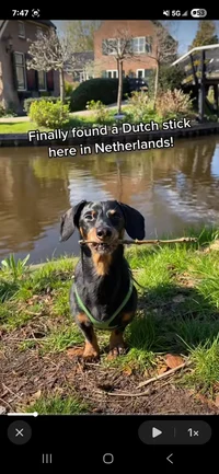 Crusoe the dachshund