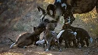 African wild dogs