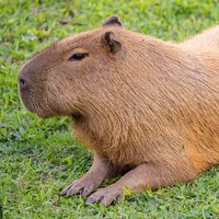 Capybara