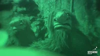 2011 Trollhunter