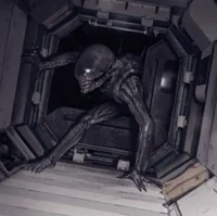 Xenomorph 