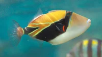Reef Triggerfish