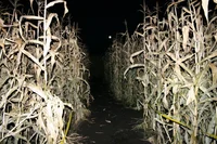 Endless Corn Maze 