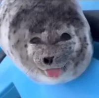 Life as an Seal