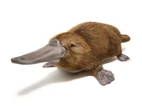 A platypus