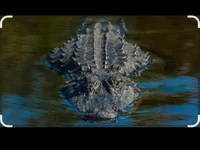 Alligator crocodile 