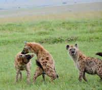 Hyena clan