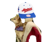 A baseball dog TF TG