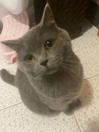 Кай