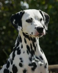 Pongo 