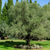 Olive tree