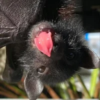 Penelope