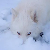 Wolves- Fam nextdoor