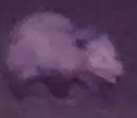 Bi_Possum