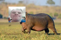 Бегемотосквин