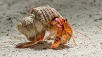 Hermit Crabs