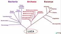 LUCA