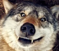 Monstrous Wolf Thing