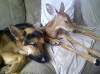 SAM AND DEAN