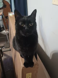 Blackie The BlackCat
